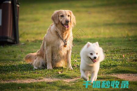 宠物毛发引发 (宠物毛发引发短路起火)