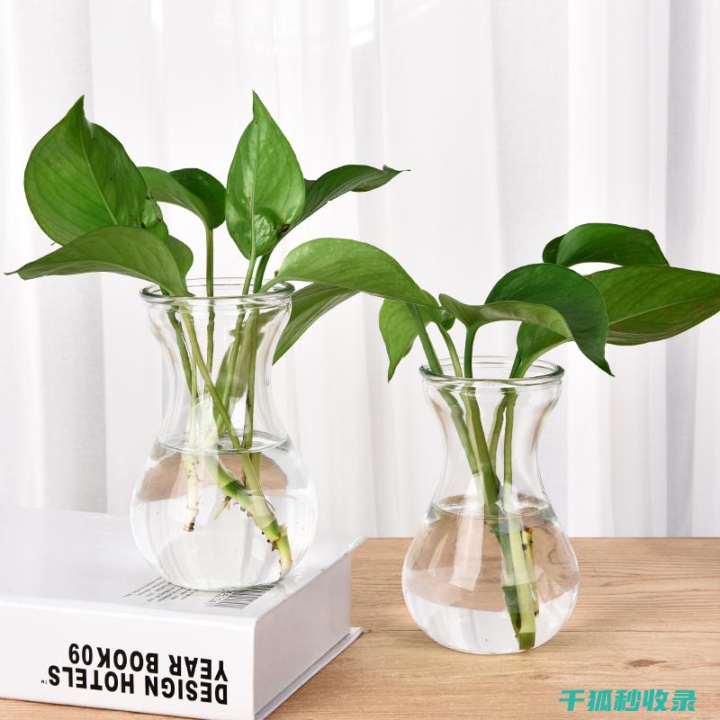 玻璃花盆清洗技巧，花卉更茁壮 (玻璃花盆清洗方法)