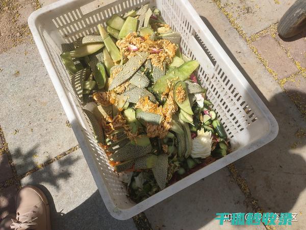厨余堆肥：从基础到进阶的全面指导 (厨余堆肥的肥力)