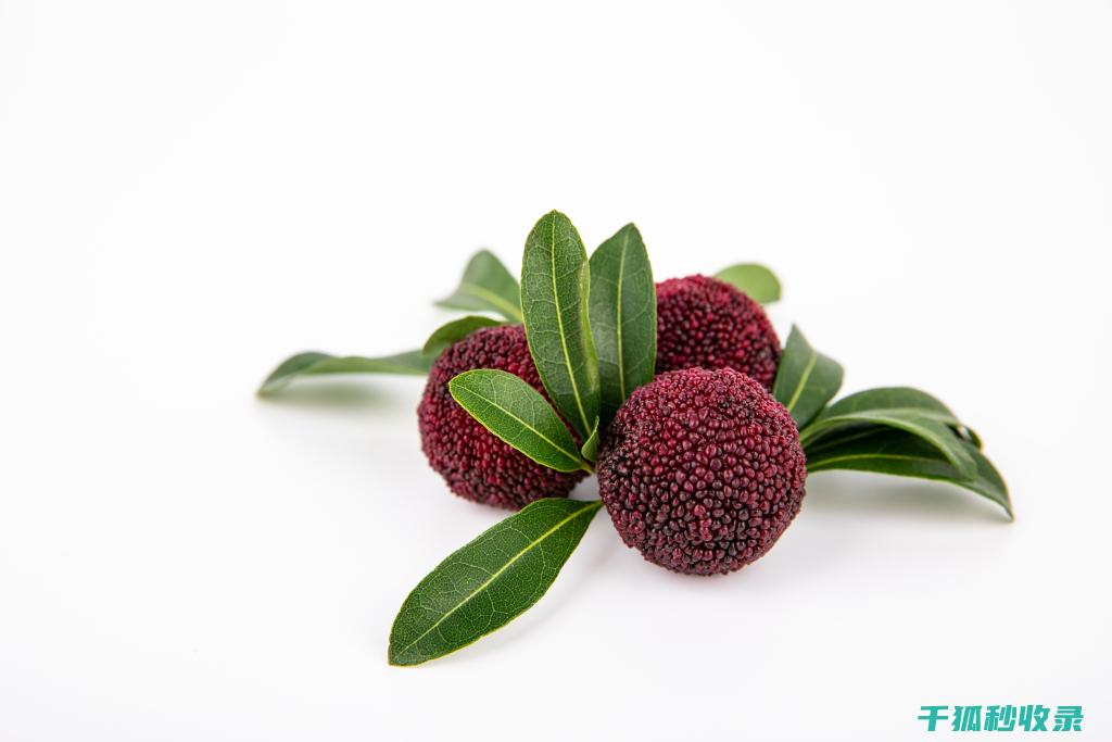 应季美食文化：秋季美食文化大赏 (应季美食有哪些)