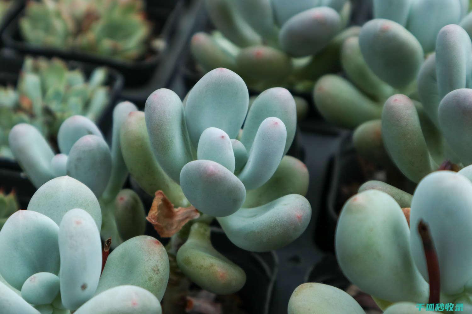 多肉植物养护经验分享：成功养植的秘诀 (多肉植物养护方法)
