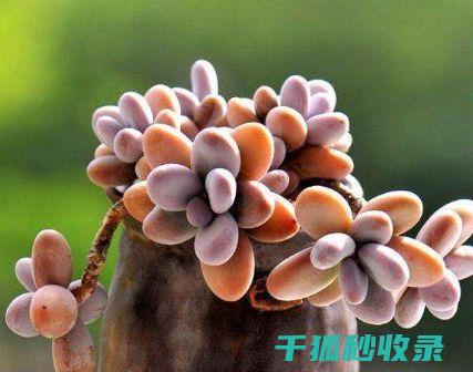 多肉植物养护技巧：如何控制湿度 (多肉植物养护方法)