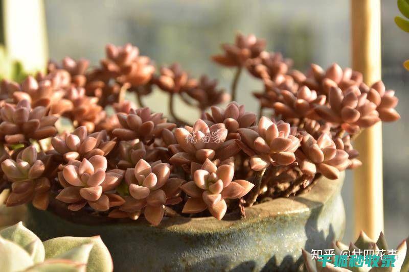 多肉植物养护技巧：如何控制光照强度 (多肉植物养护技巧)