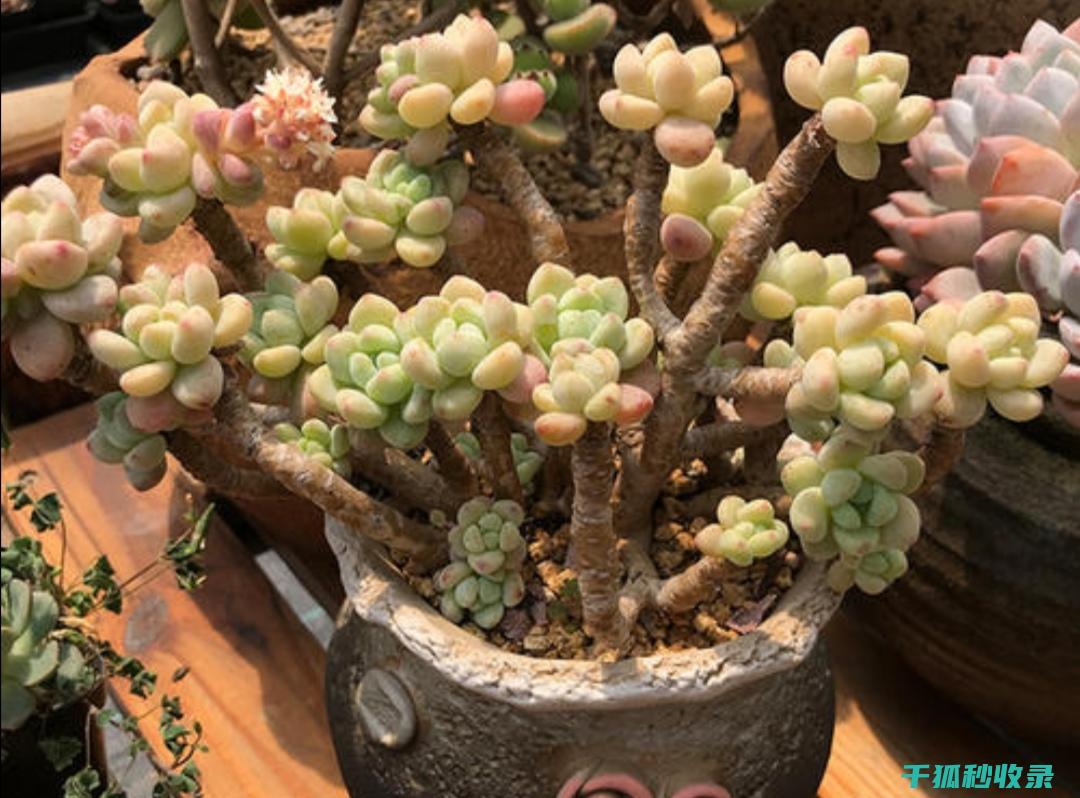 多肉植物养护全知道：如何选择合适的 (多肉植物养护技巧)