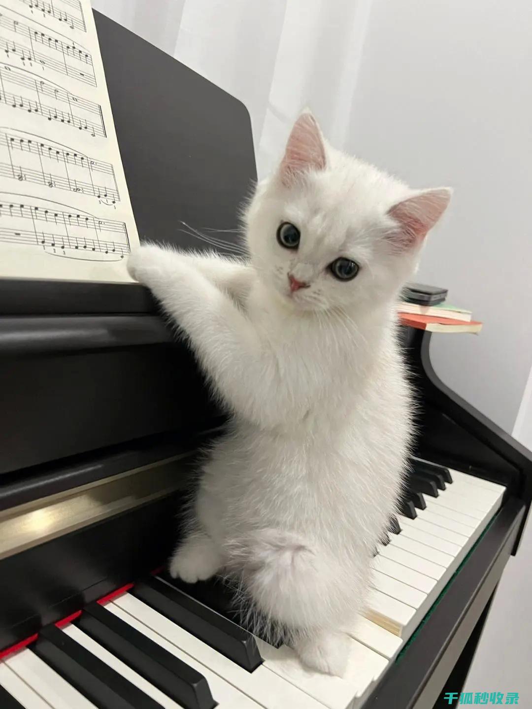 如何识别猫咪在应激状态下的异常行为 (如何识别猫咪品种)