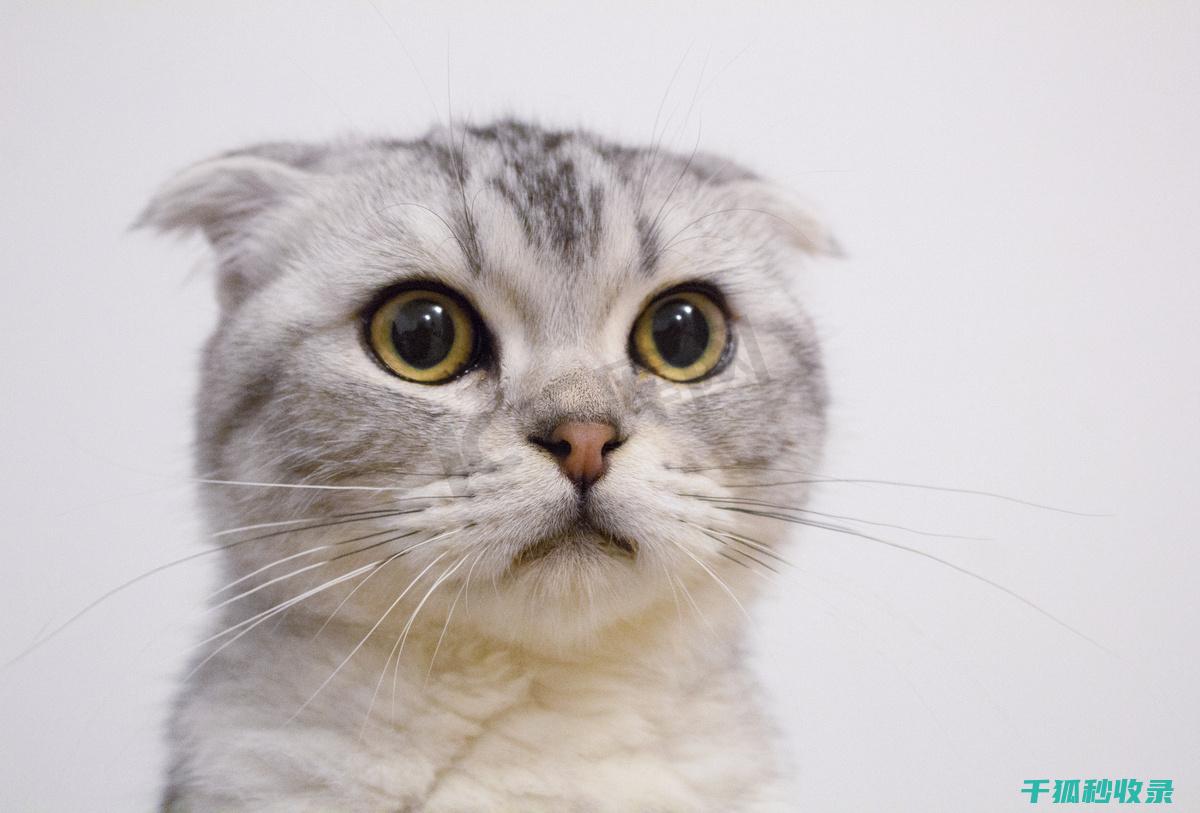 猫咪应激反应：如何区分正常行为与应激表现 (猫咪应激反应的表现)