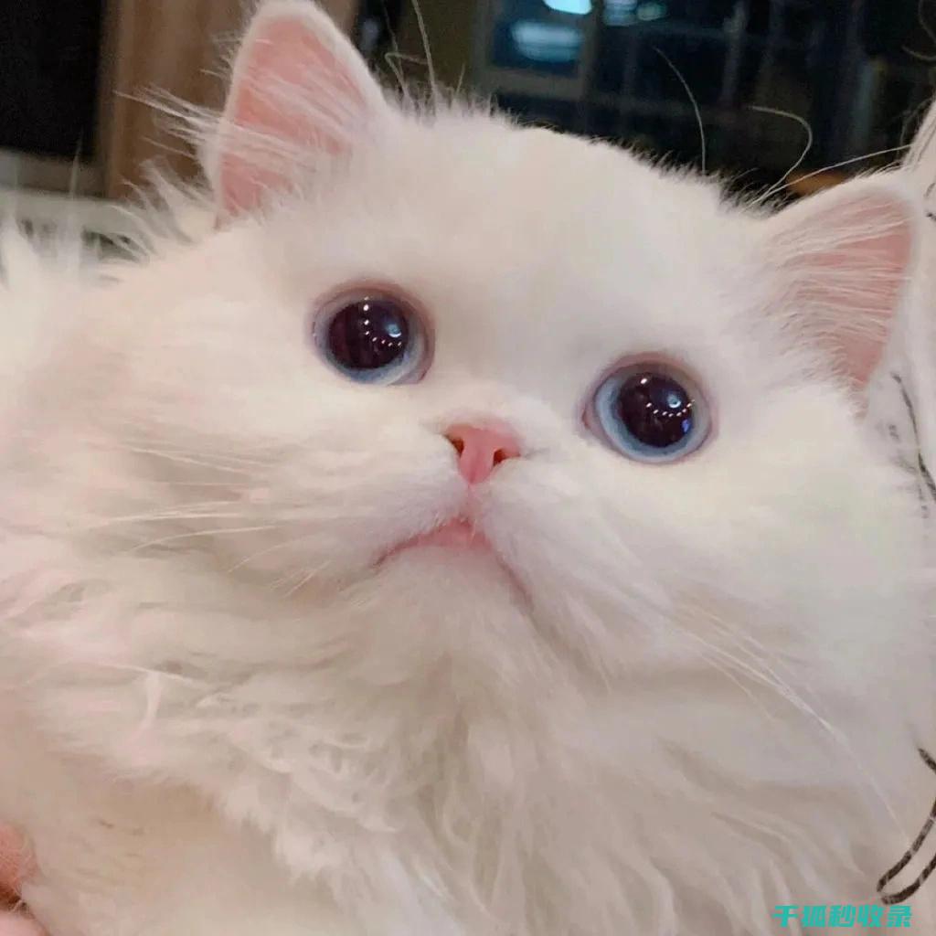 如何通过更换猫砂盆大小减少不安