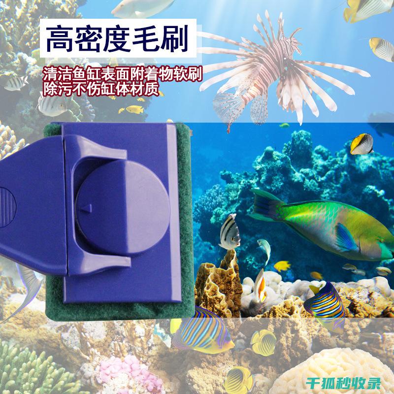 水族箱清洁心得：定期检查水质的必要性 (水族箱清洁心得体会)