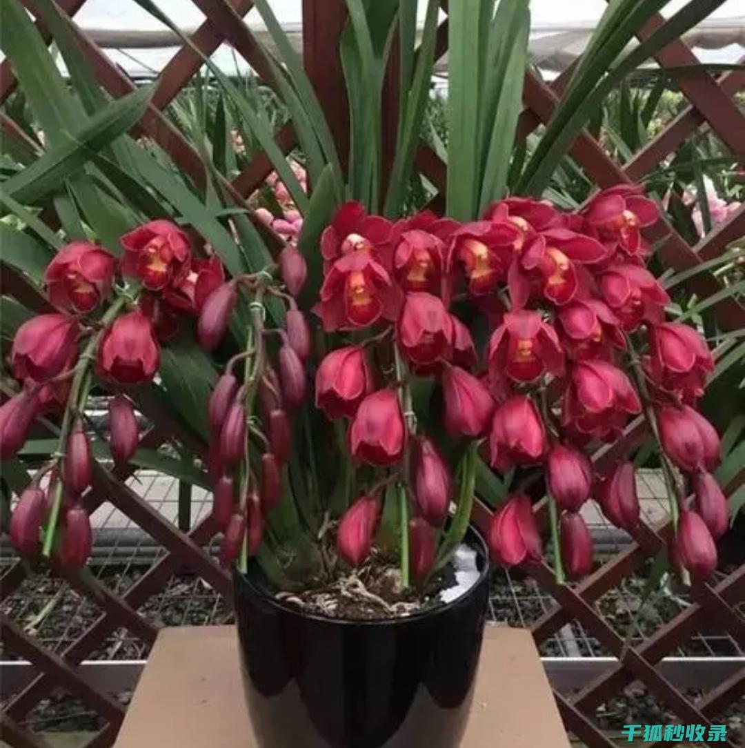 冬季室内花卉施肥的误区与正确方法 (冬季室内花卉需要施肥吗)