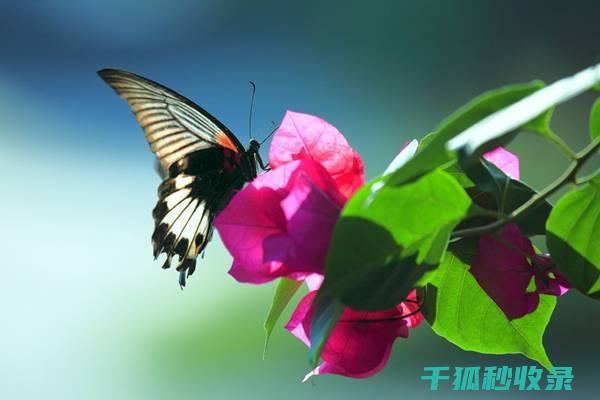 不同季节花卉施肥的时间安排与效果对比 (不同季节花卉的特点)