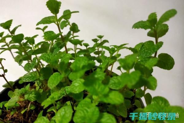 花卉施肥时机与不同气候条件下的应对