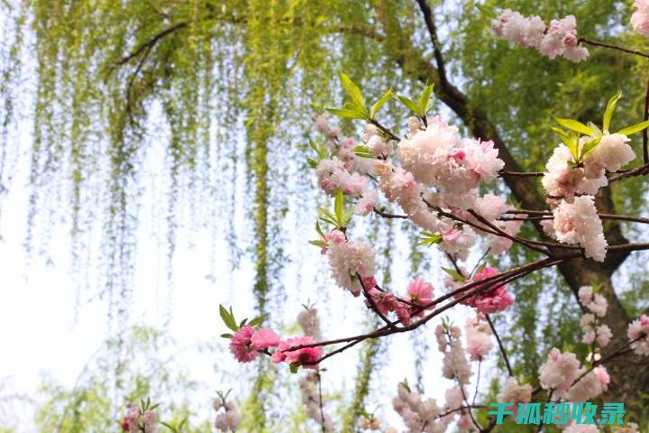 春季花卉施肥时机与肥料浓度的调整 (春季花卉施肥以什么肥为主)