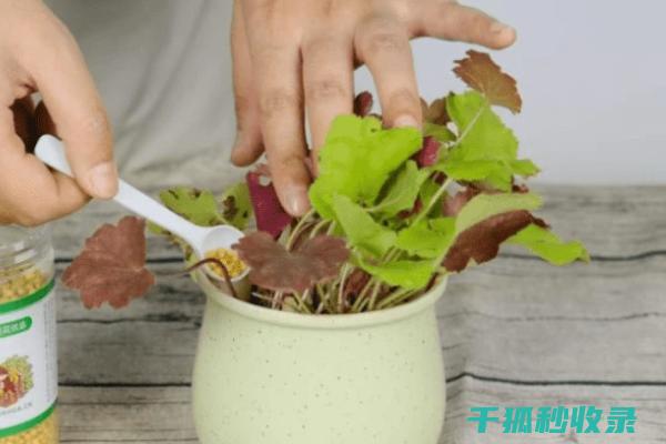 花卉施肥时机与不同植物的生长特点 (花卉施肥时机有哪些)