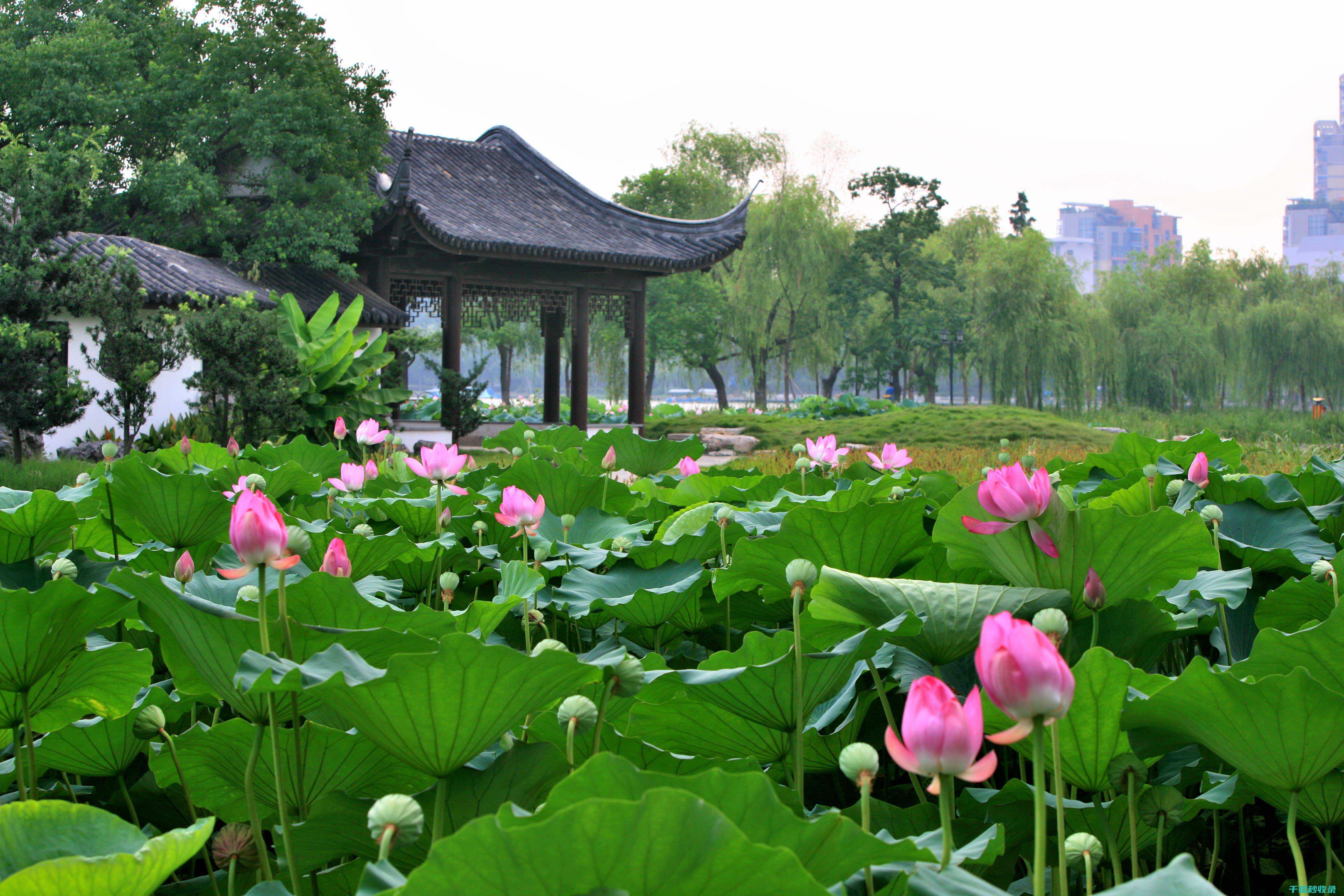 夏季花卉施肥时机与肥料的保存期限 (夏季花卉施肥时间)