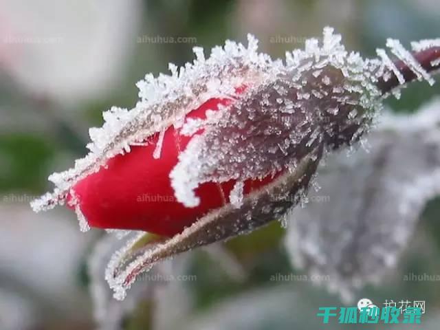 冬季花卉施肥时机与肥料的溶解方式 (冬季花卉施肥技术)