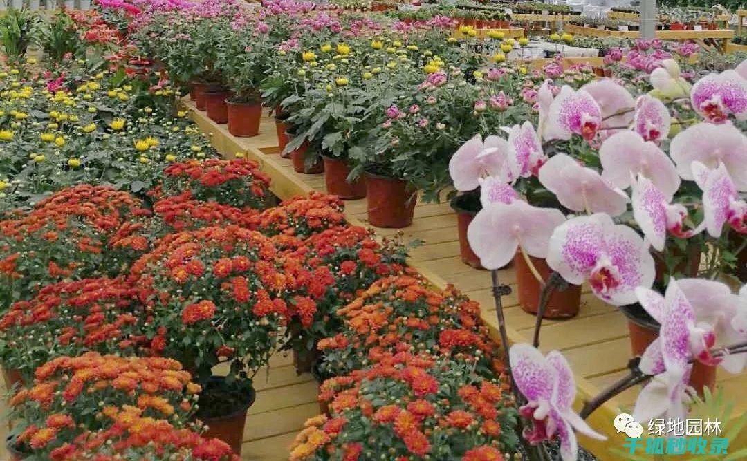 冬季花卉施肥时机与肥料的溶解时间 (冬季花卉施肥技术)