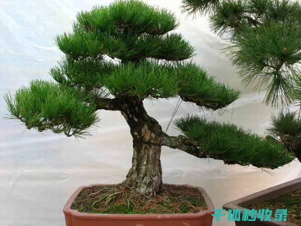 如何植物免疫力