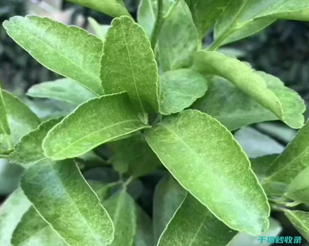 植物病虫害防治：如何通过合理灌溉减少病虫害发生 (植物病虫害防治)