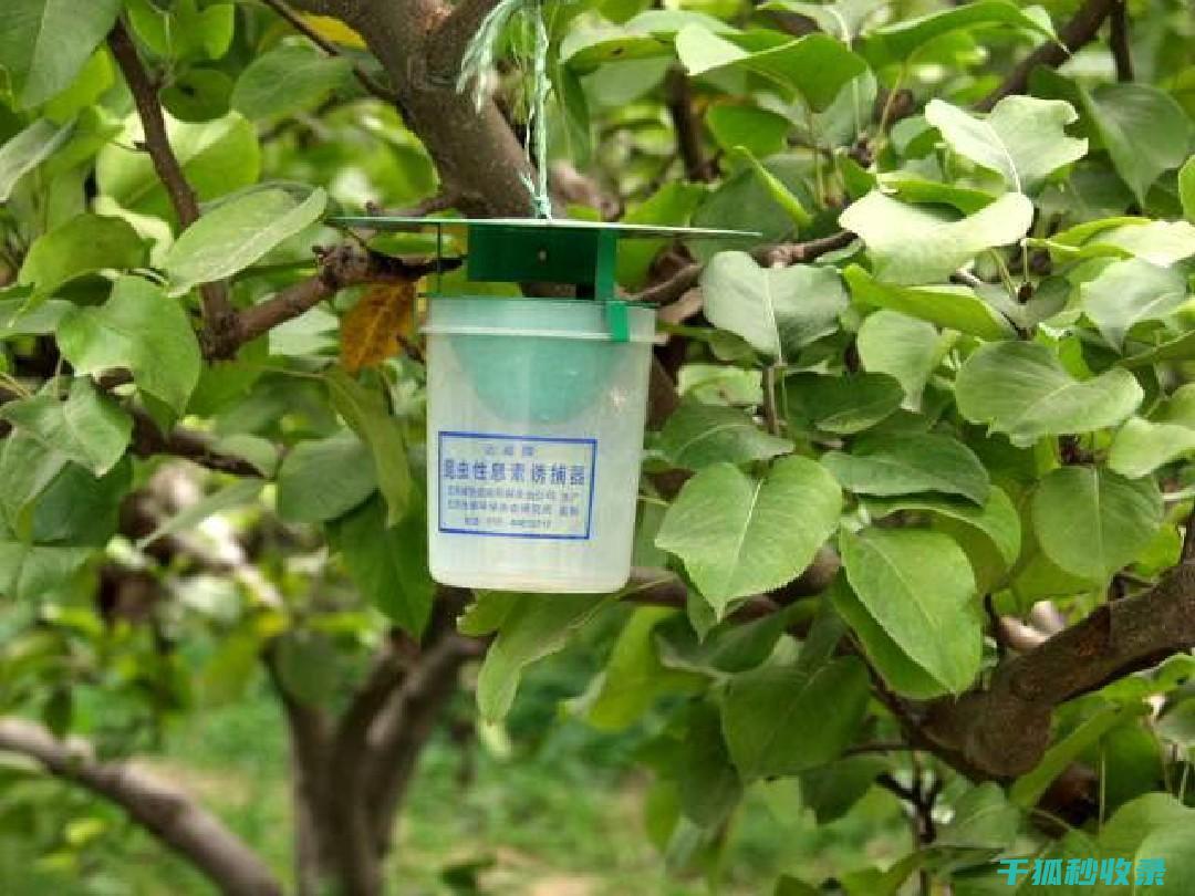 植物病虫害防治：如何通过调整种植密度优化生长环境 (植物病虫害防治)