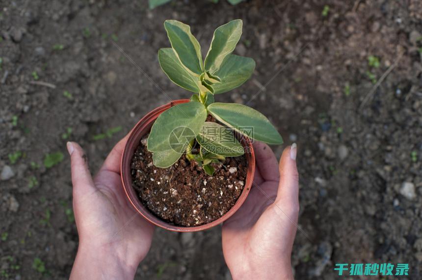 盆栽土壤配比：适合不同温度需求植物的配方指南 (盆栽土壤怎么配置)