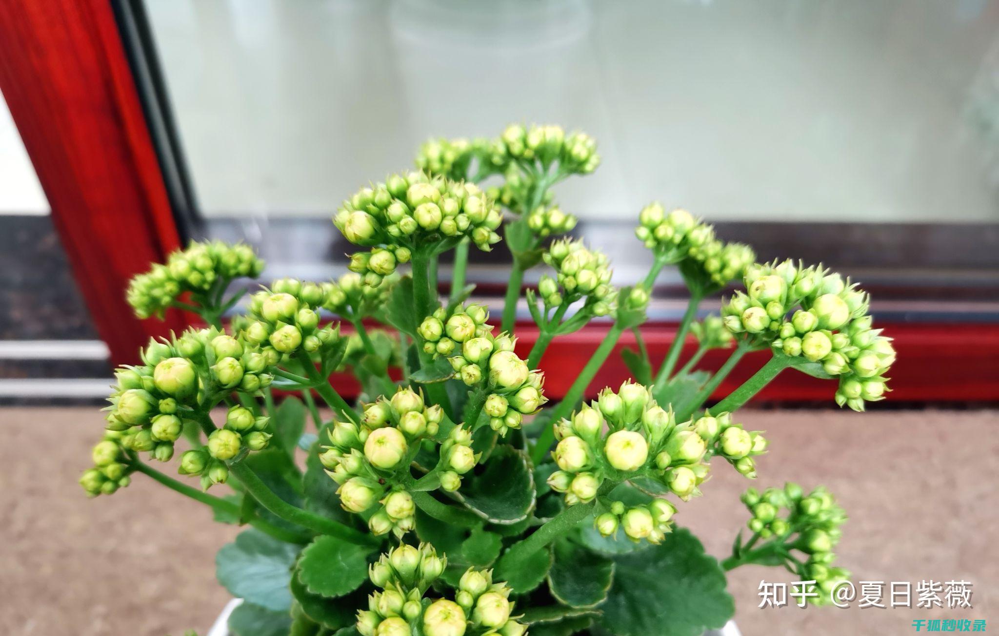 延长鲜花寿命的小窍门：你一定要知道 (延长鲜花寿命的7种方法是什么)