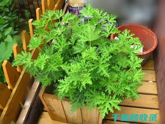 植物