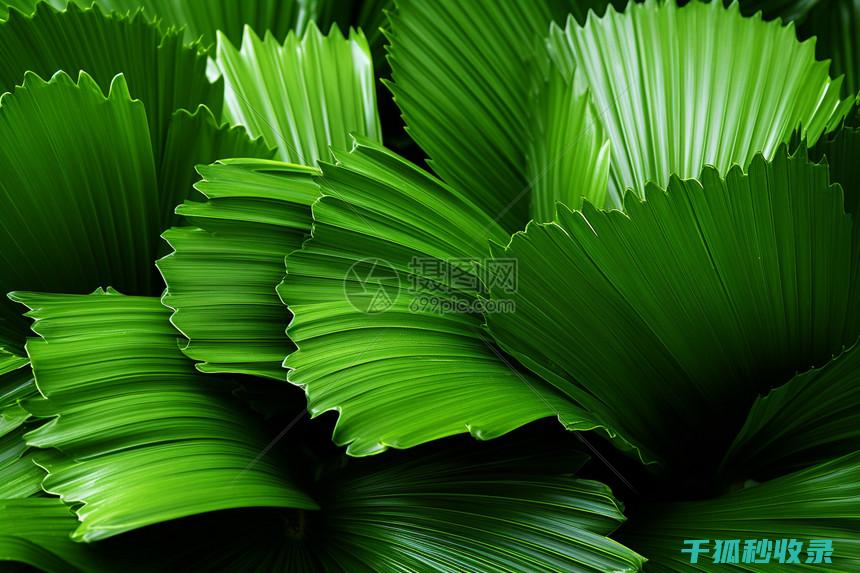 植物叶片光亮：阳光与植物对话的视觉语言 (植物叶片光亮剂)