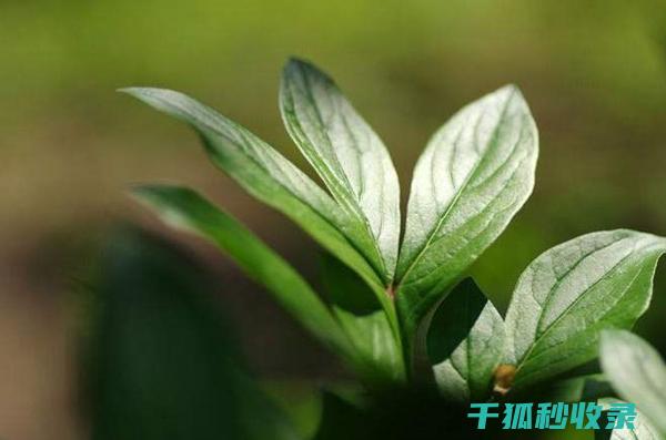 植物叶片光亮：阳光与植物的互动艺术 (植物叶片光亮剂)