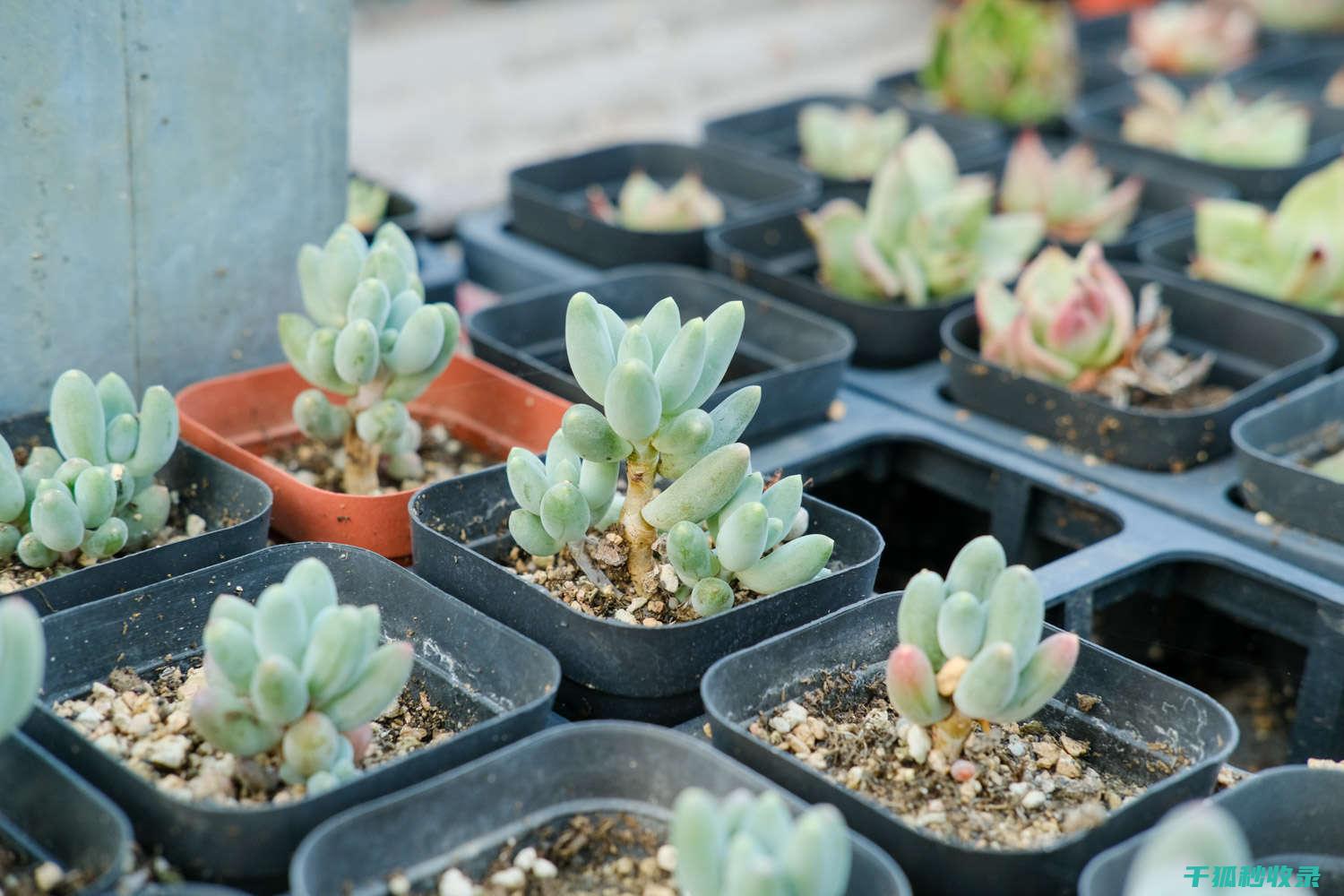 多肉植物养护心得：光照、温度与浇水的平衡之道 (多肉植物养护技巧)