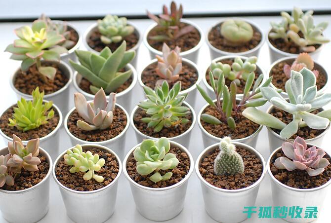 多肉植物养护全技巧：光照、水分与肥料的综合运用 (多肉植物养护技巧)