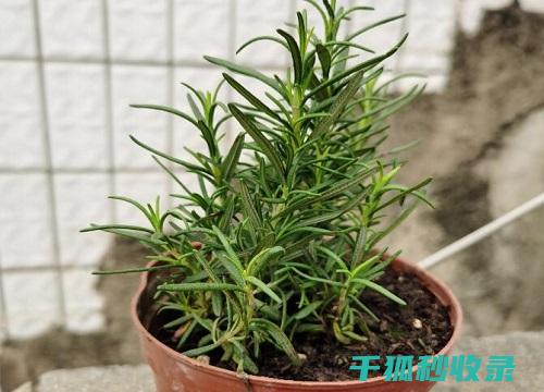 驱蚊植物的种植与维护：为您的家增添一抹绿色 (驱蚊植物的种类)