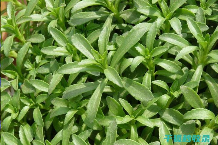 驱蚊植物的种植与维护：为您的家增添一抹绿色 (驱蚊植物的种植方法)