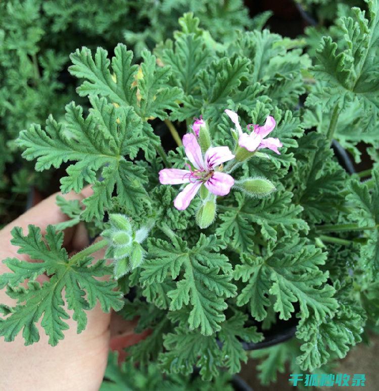 驱蚊植物的种植经验分享：从新手到专家的成长之路 (驱蚊植物的种植方法)