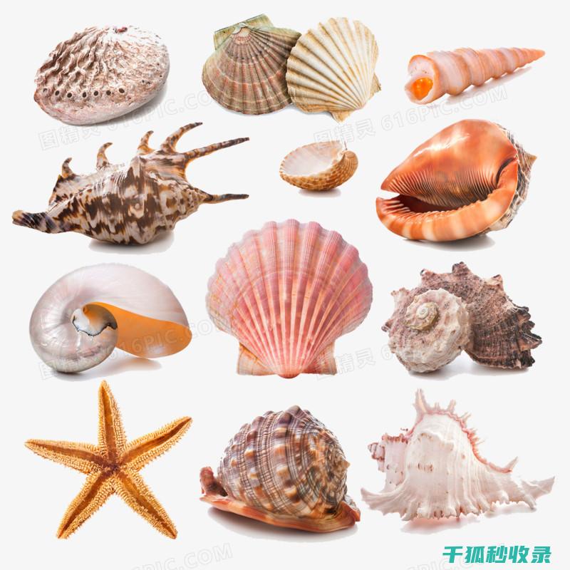 贝类吐沙的背后故事：一场关于觅食和生存的对话 (贝类 吐沙)