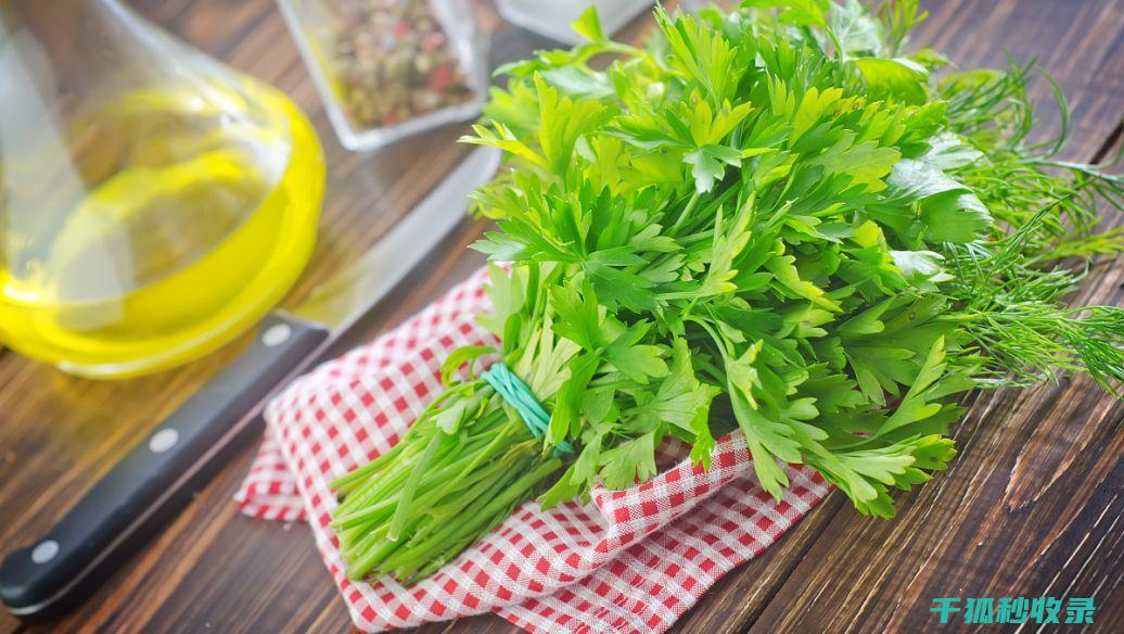 香菜放不住？这个保存妙招不容错过！ (香菜怎么放不烂)