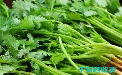 香菜放不住？这个小窍门让你大吃一惊！ (香菜放不住怎么处理)