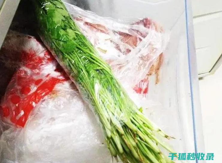 防保存香菜？这个小技巧让你赞不绝口！ (保存香菜的好方法)