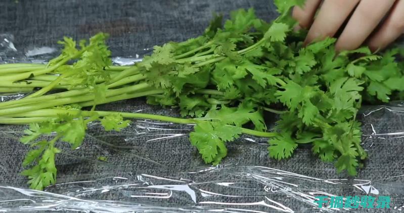 香菜有妙招