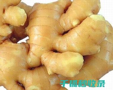 生姜保鲜秘籍：正确保存方法全揭秘 (生姜保鲜秘籍大全)