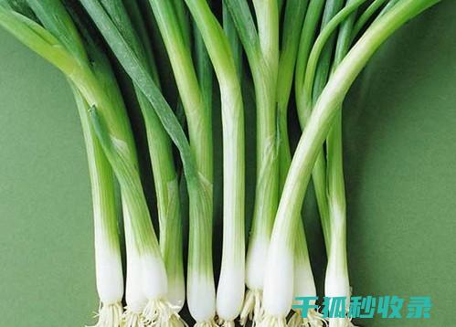 大葱保存小窍门：延长其新鲜度的实用方法 (大葱保存小窍门大全)