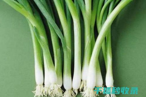 如何让葱在家中保存得更长久？ (如何让葱在家里发芽)