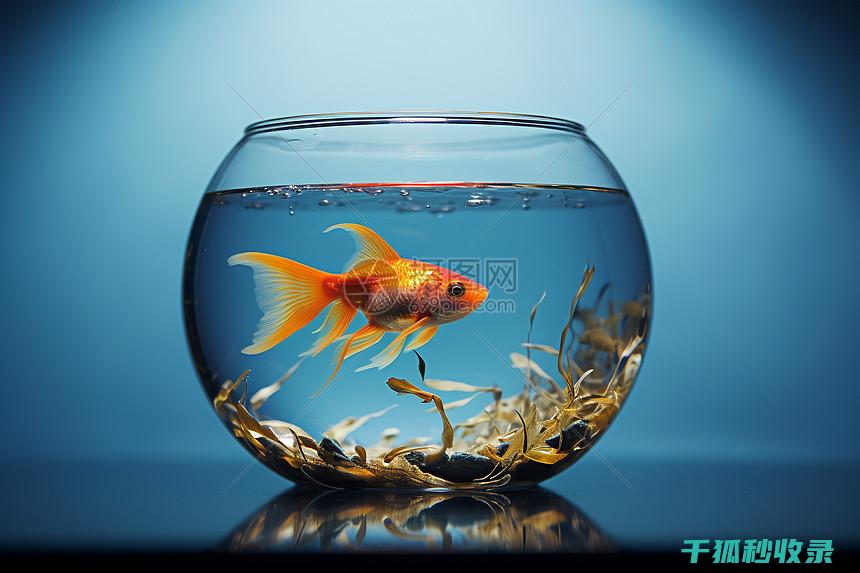 如何安全地清理水草底砂过滤棉