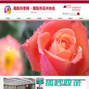 南阳月季网,月季网